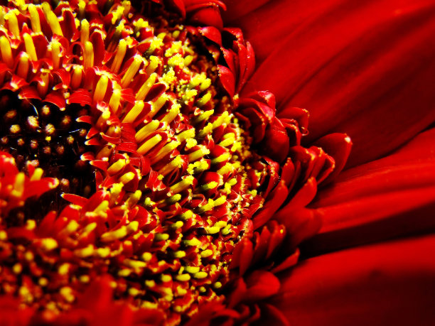 雏菊花图片下载