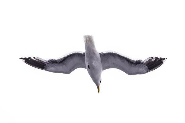 信天翁图片下载