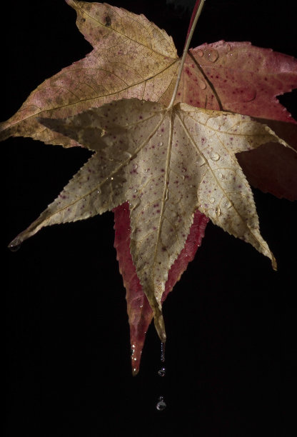 2013年落叶图片下载