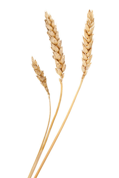 小麦草孤立在白色的背景。图片下载