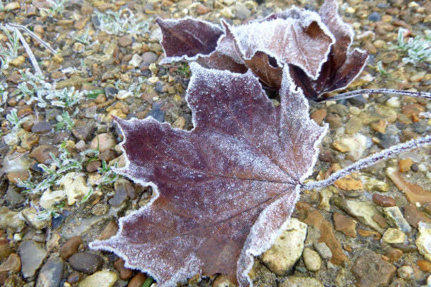 磨砂的叶子图片下载