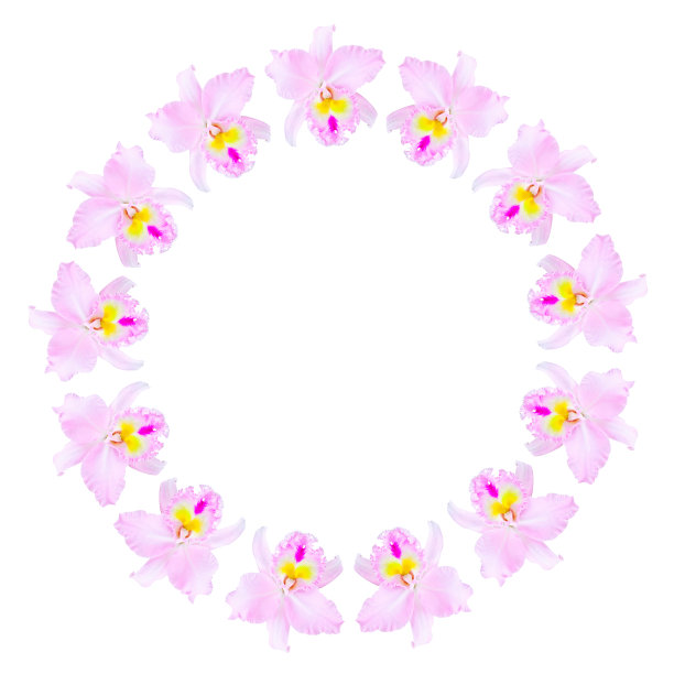 粉色兰花图片下载