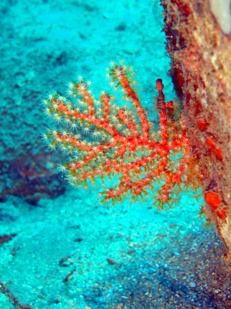 珊瑚戈尔贡图片下载