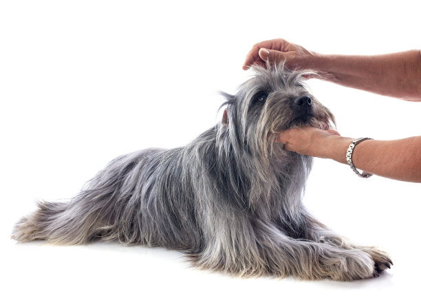 比利牛斯牧羊犬的梳理素材图片