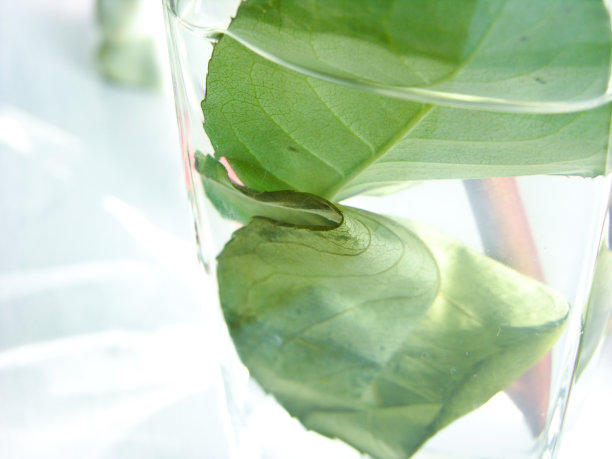 叶子在玻璃图片下载