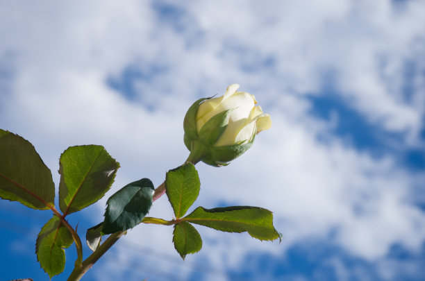 天空中的玫瑰图片下载