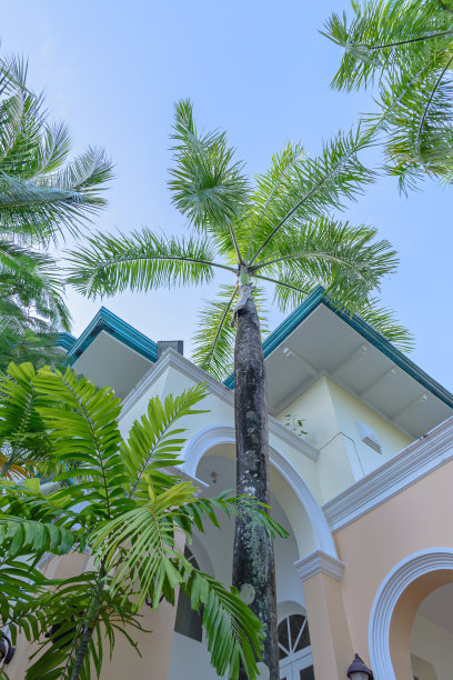 泰国普吉岛的棕榈树和蓝天图片下载