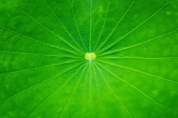 荷叶纹理图片下载