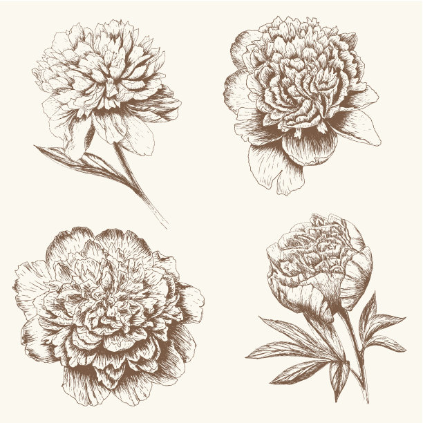 牡丹组图片下载