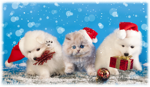 白色的小狗戴着圣诞帽和小猫图片下载