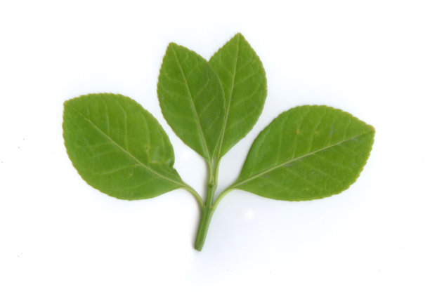 白色背景上的叶子图片下载