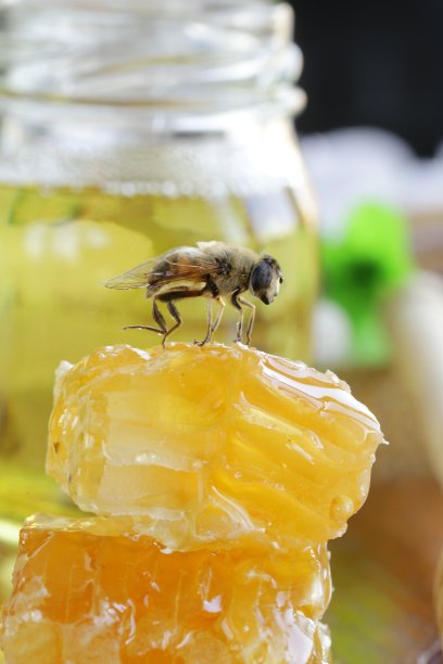 蜜蜂在蜂巢里图片下载