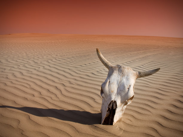 死在沙漠里图片下载