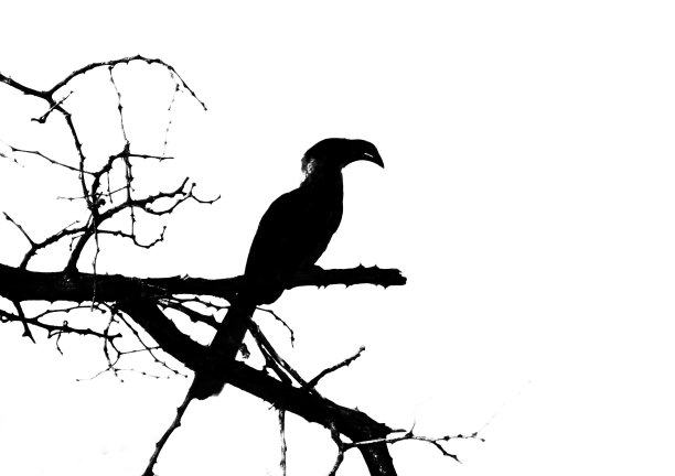 南黄嘴犀鸟剪影图片下载