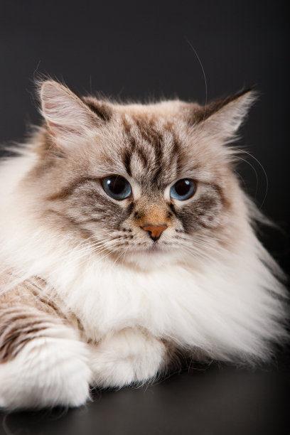 西伯利亚森林猫图片下载