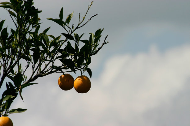 橙树图片下载