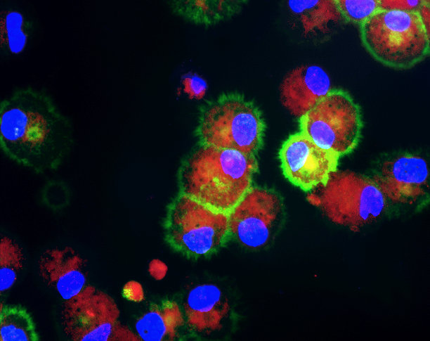 树突细胞图片下载