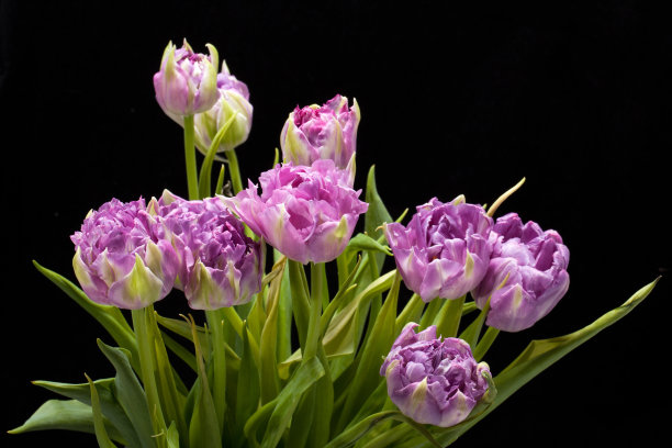 美丽的紫色郁金香图片下载