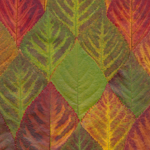 秋叶背景图片下载