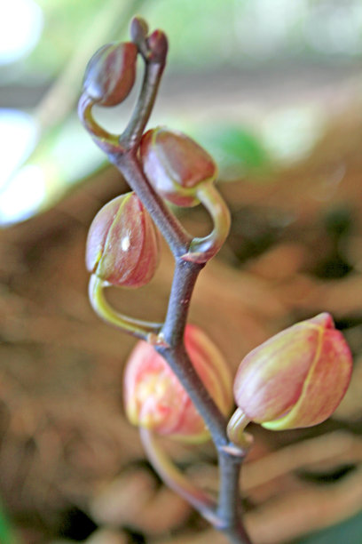 弗洛尔图片下载