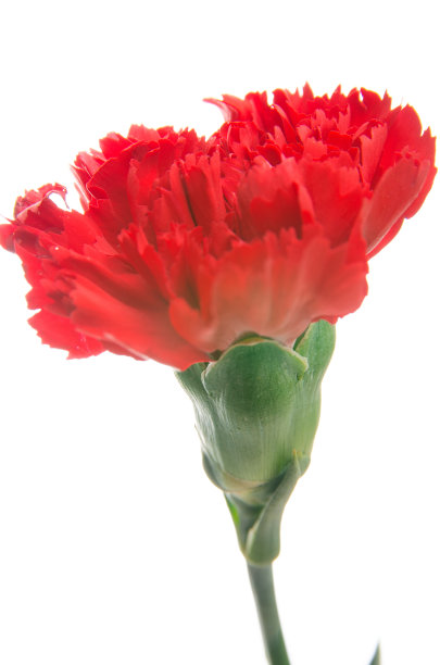 美丽的红色康乃馨图片下载