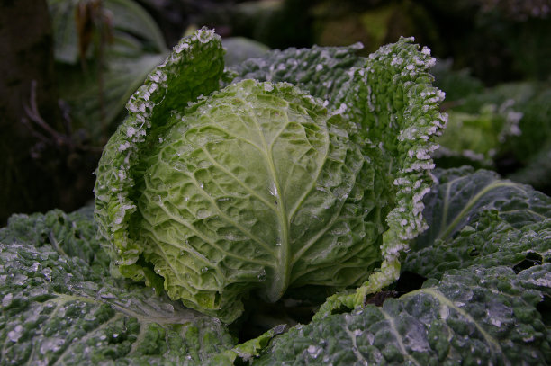 皱叶甘蓝图片下载