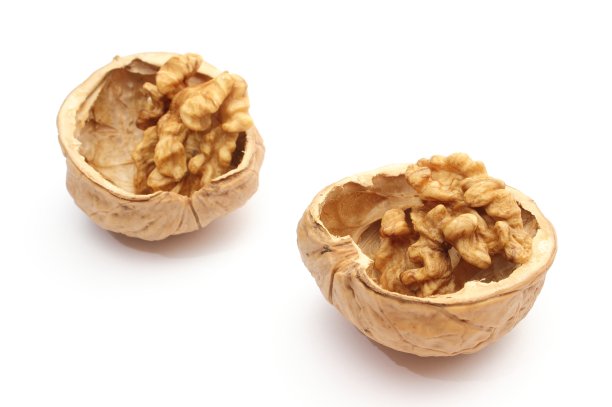 白色背景上的胡桃壳图片下载