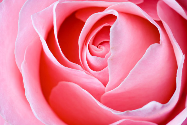 玫瑰绽放的细节图片下载