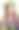 戴花圈的女人图片下载