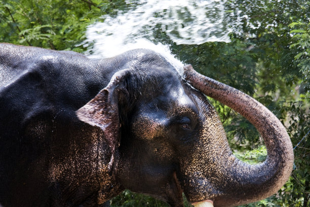 大象洗澡图片下载