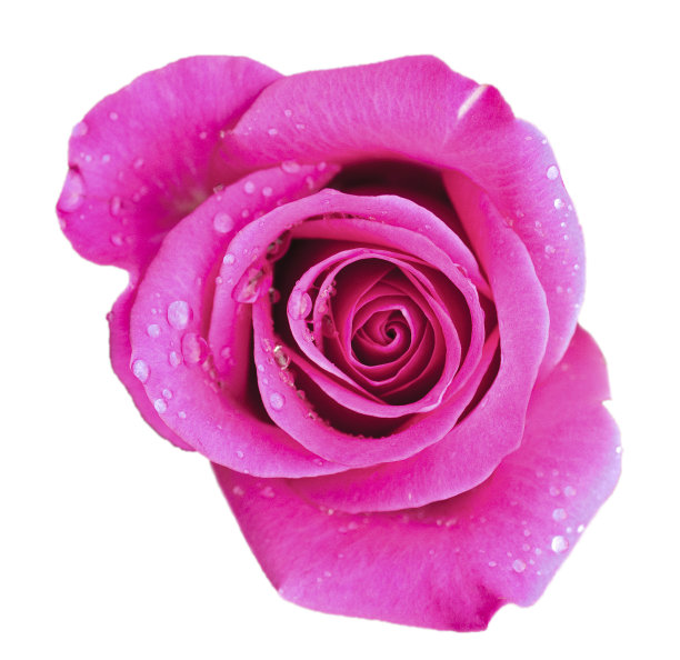 玫瑰花蕾图片下载