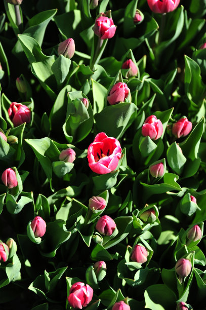 粉色郁金香图片下载