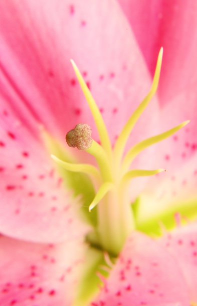 粉色百合的花图片下载