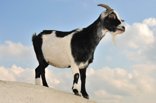 小山上的山羊图片下载