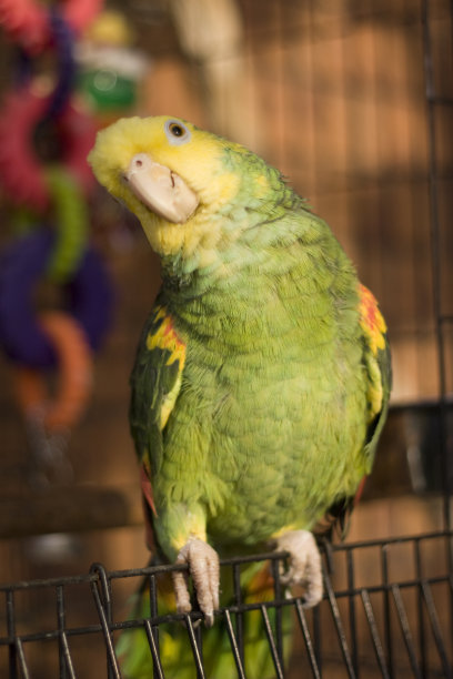 双黄头亚马逊鹦鹉图片下载