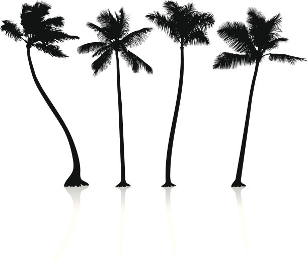 白色背景上的黑色棕榈树图片下载