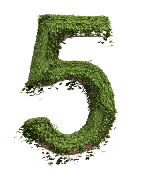 常春藤是5号图片下载