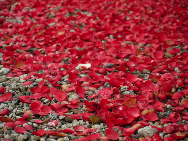 山茶花树叶图片下载