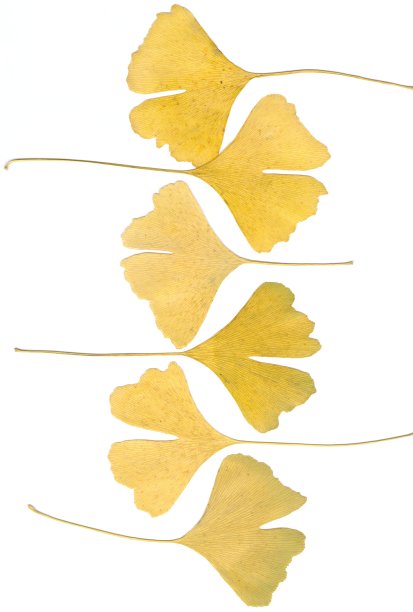 干银杏树叶图片下载