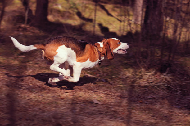 小猎犬号图片下载
