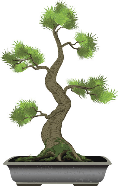 盆景树图片下载