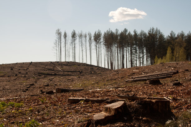 森林砍伐图片下载