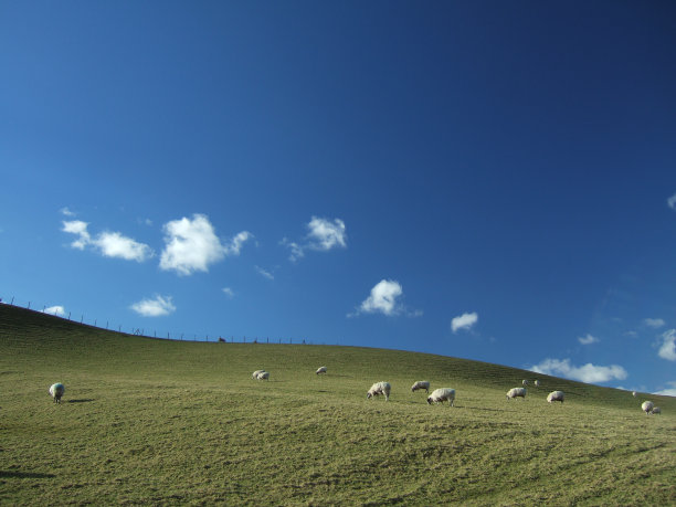 放牧绵羊图片下载