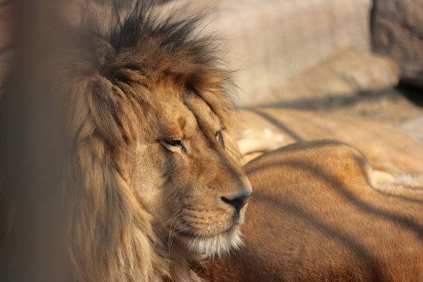 被囚禁的狮子图片下载