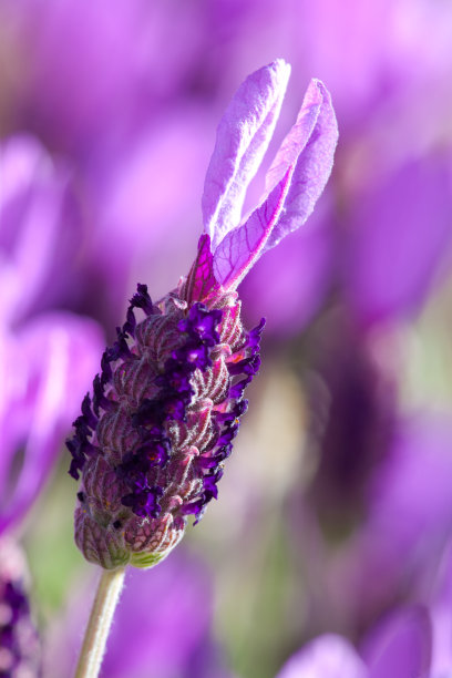 薰衣草花特写图片下载