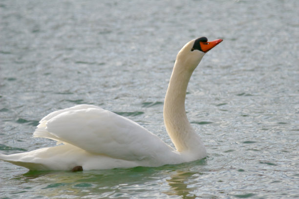 在水面上的雌天鹅图片下载