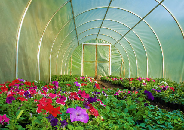 温室花卉栽培图片下载