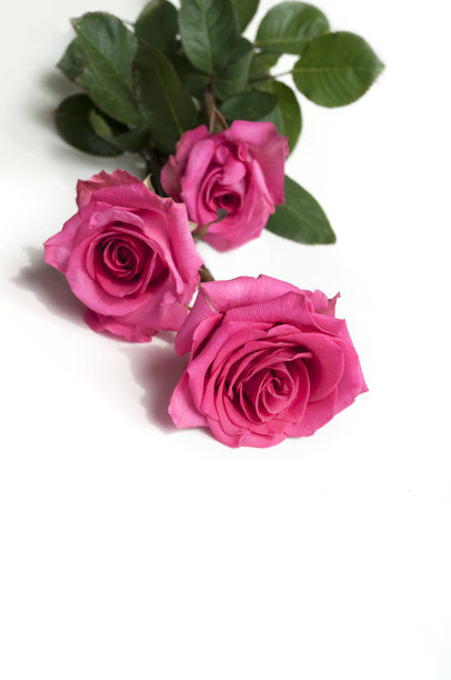 三个玫瑰图片下载