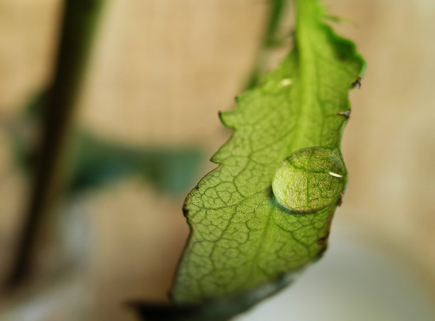 孤独的下降图片下载