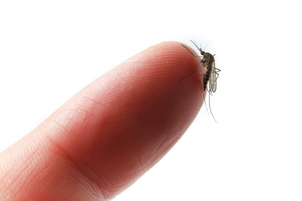 库蚊，北方家蚊图片下载